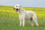 IRISH WOLFHOUND 026